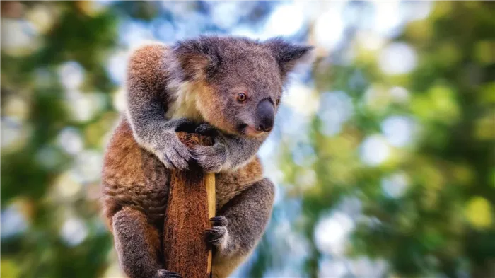 Все коалы принадлежат к одному виду