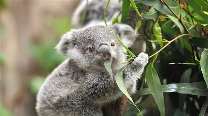 коала ест листья
