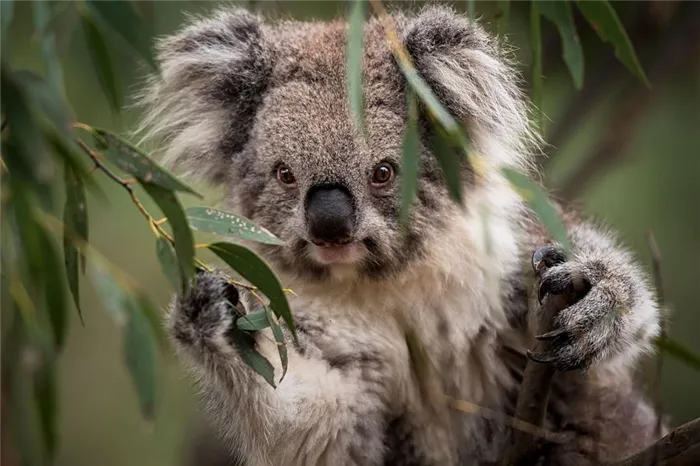 смешная коала в листве