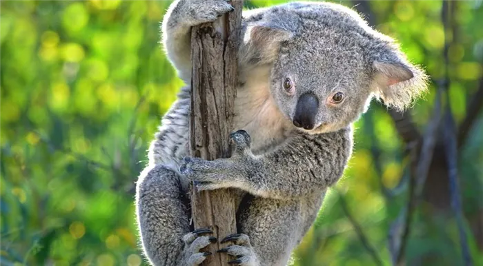 коала на ветке крупным планом