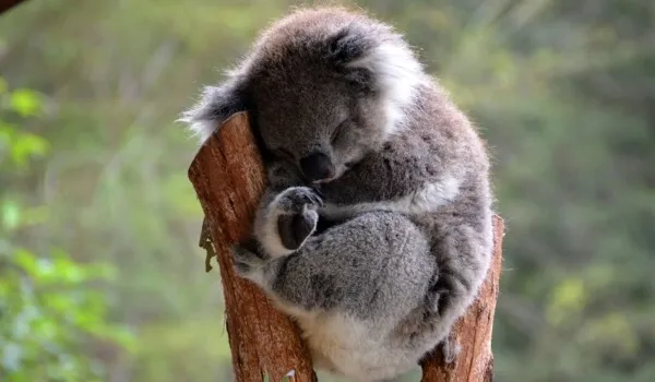 Фото: Маленькая коала