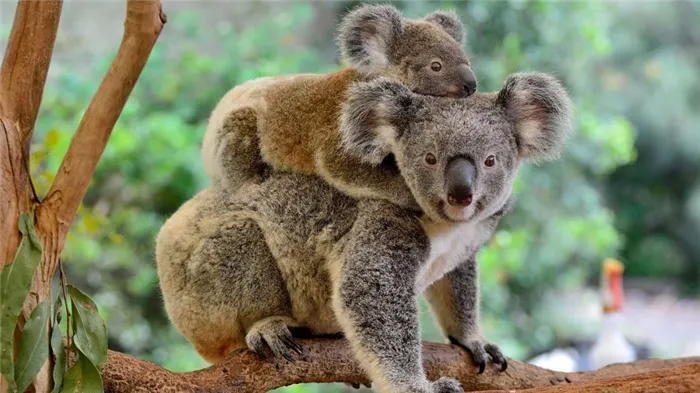 коала с детенышем на спине