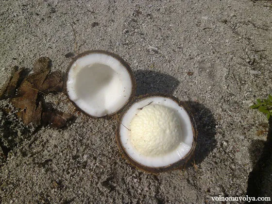 середина-кокосового-ореха