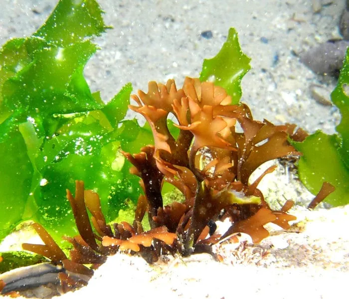 свежий морской салат 