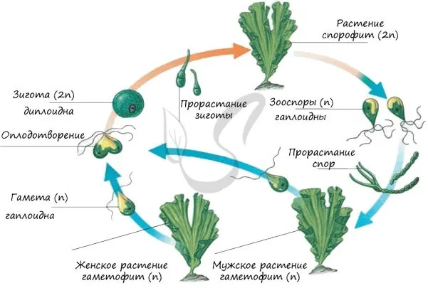 цикл жизни водоросли Ульва
