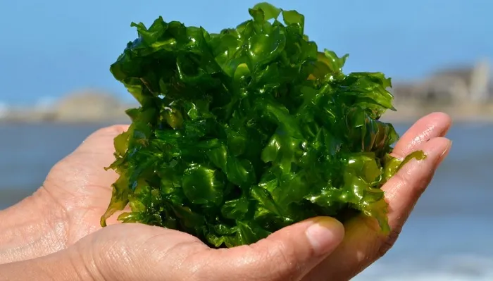 зеленые водоросли в руках