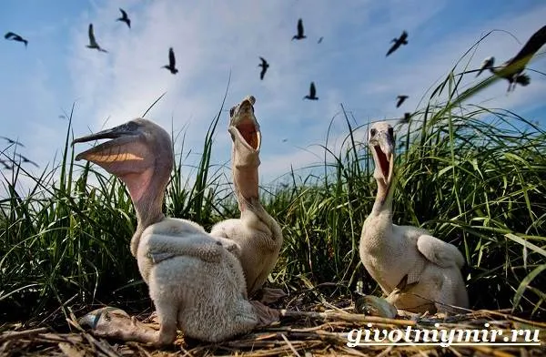 Пеликан-птица-Образ-жизни-и-среда-обитания-пеликана-9