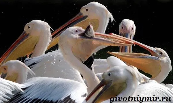 Пеликан-птица-Образ-жизни-и-среда-обитания-пеликана-8