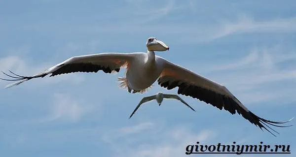 Пеликан-птица-Образ-жизни-и-среда-обитания-пеликана-7