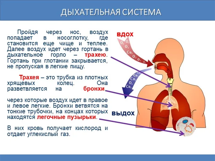 Дыхательная система Пройдя через нос, воздух попадает в носоглотку, где. 