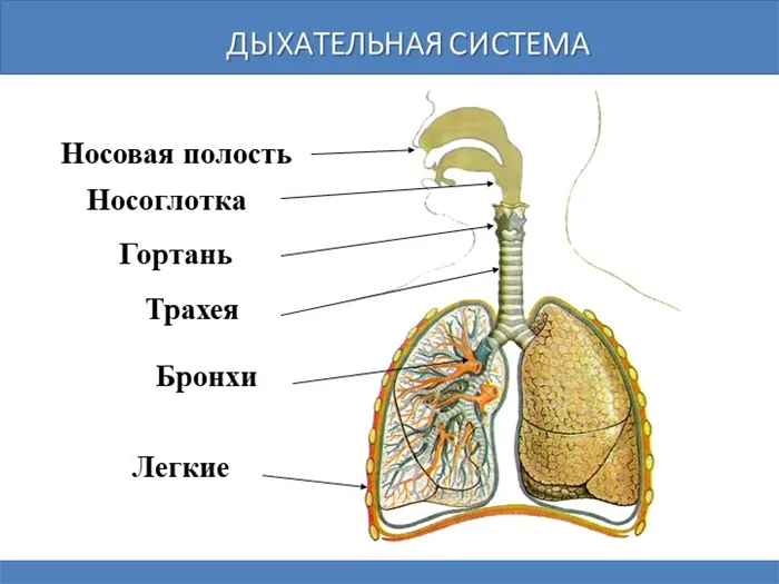 Дыхательная системаНосоглоткаНосовая полостьГортаньТрахеяБронхиЛегкие