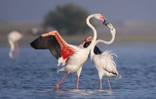Фламинго-Среда-обитания-и-образ-жизни-фламинго-33