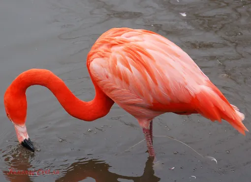 Красный фламинго - птица необыкновенной красоты, обитающая на Карибских островах