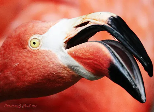 Красный фламинго — птица необыкновенной красоты, обитающая на Карибских островах
