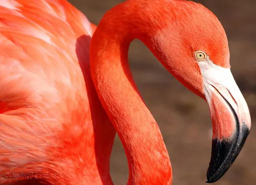 Красный фламинго - птица необыкновенной красоты, обитающая на Карибских островах