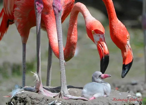 Красный фламинго — птица необыкновенной красоты, обитающая на Карибских островах