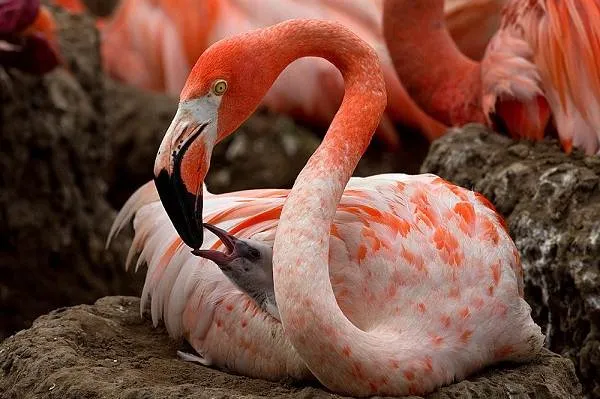 Фламинго-Среда-обитания-и-образ-жизни-фламинго-22