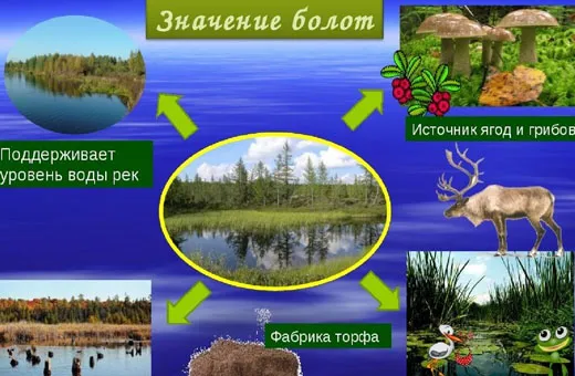 Васюганские болота. Интересные факты, расположение на карте России