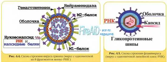 Факторы специфичности вирусов. Вирулентность вирусов. Особенности макроорганизма при инфицировании.