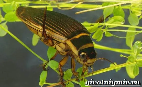 Плавунец-жук-Образ-жизни-и-среда-обитания-жука-плавунца-6