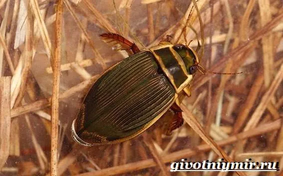 Плавунец-жук-Образ-жизни-и-среда-обитания-жука-плавунца-8