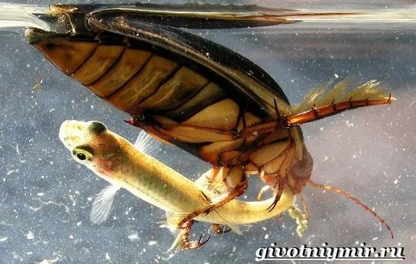 Плавунец-жук-Образ-жизни-и-среда-обитания-жука-плавунца-7
