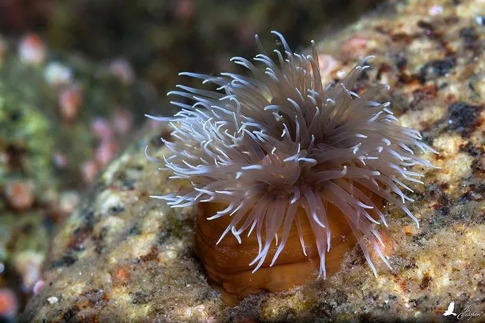 В случае опасности морские анемоны прячутся в свою полость, втягивая щупальца