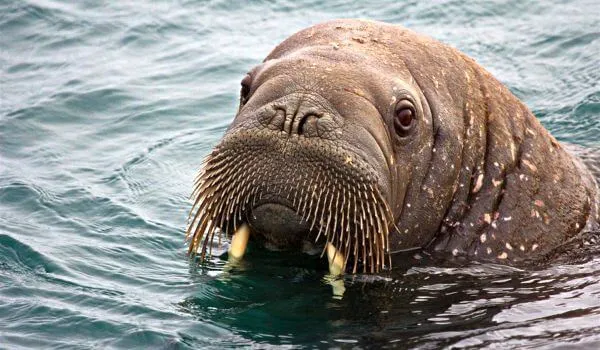 Photo of walrus head in profile showing one eye, nose, tusks, and 
