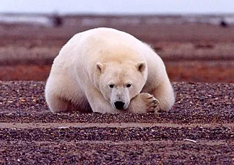 Белый медведь на берегу моря Бофорта