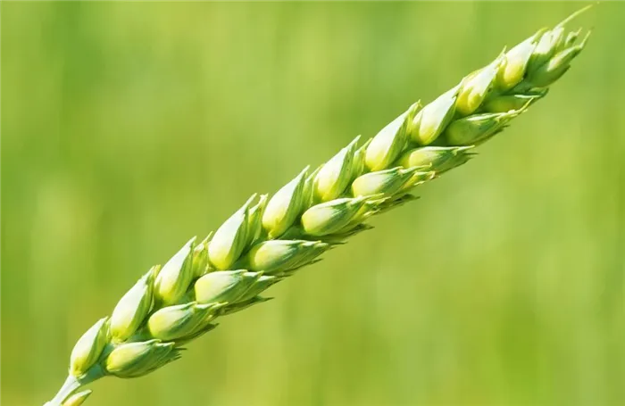 Зеленый колос яровой пшеницы
