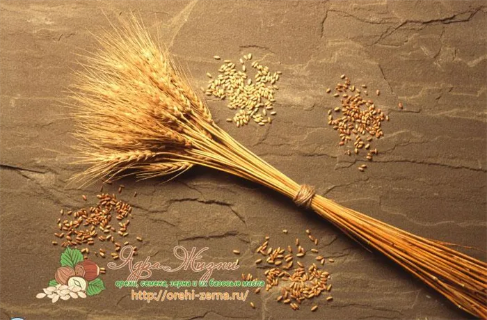 сорта пшеницы