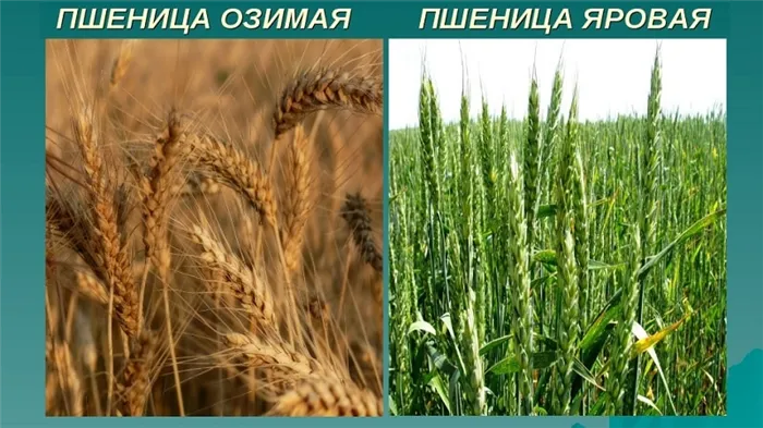 В чем разница между яровой и озимой пшеницей и как их отличить друг от друга
