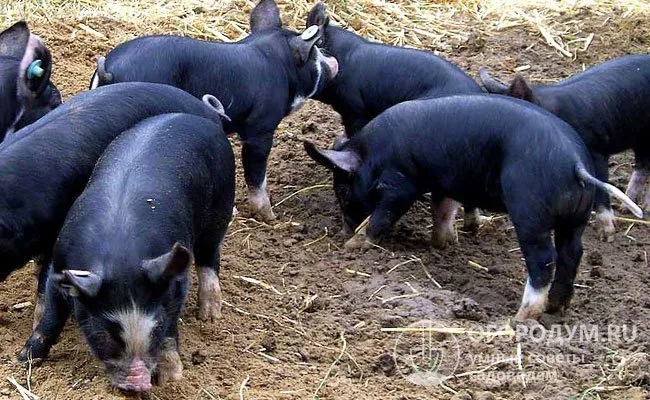 Окрас кемеровских свинок отличается наличием белых пятен на морде, нижней части конечностей и кончике хвоста