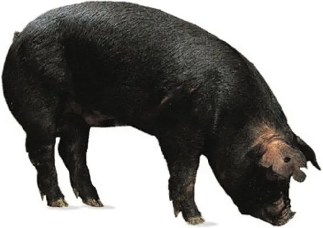 Черные большие свинья выведены селекцией.