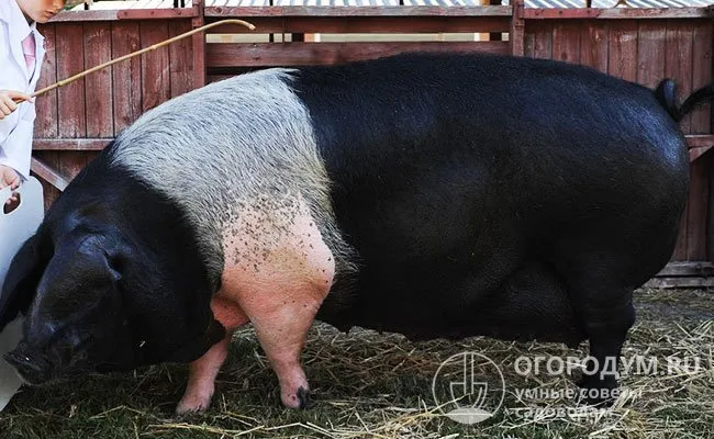 Свиньи гемпширской породы имеют характерный окрас – черный со светлой полосой, опоясывающей туловище в области передних конечностей