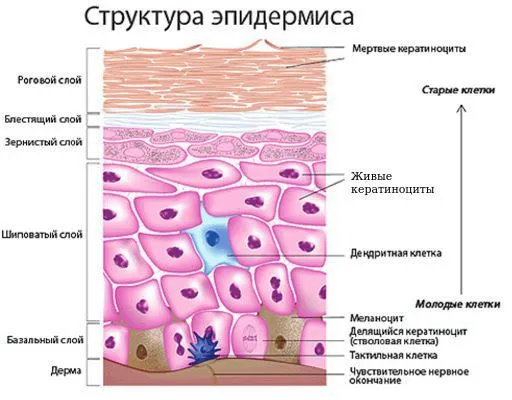 Структура эпидермиса. Кератиноциты.