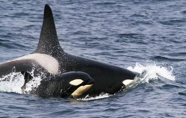 Касатка-кит-Описание-особенности-виды-образ-жизни-и-среда-обитания-касатки-18