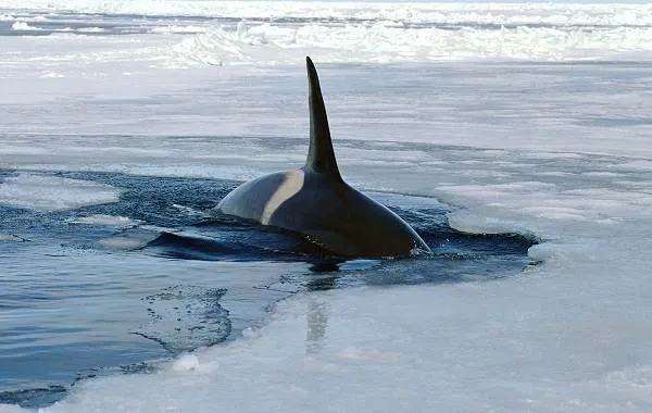 Касатка-кит-Описание-особенности-виды-образ-жизни-и-среда-обитания-касатки-4