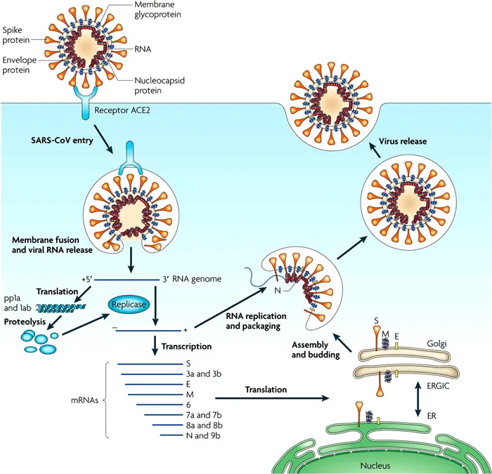 Жизненный цикл коронавируса SARS-CoV