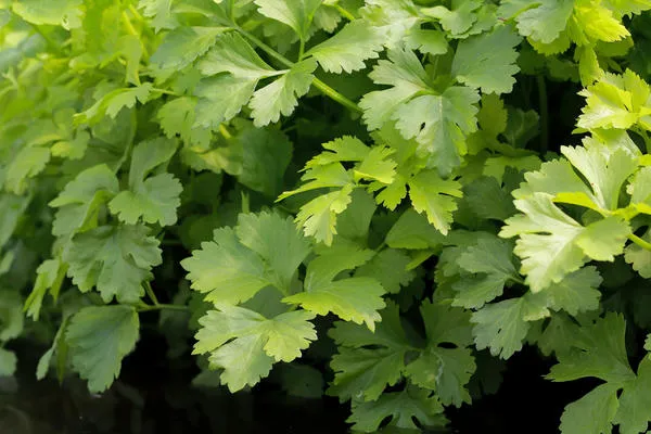 Листовой сельдерей культивируют для получения витаминизированных ароматных листьев