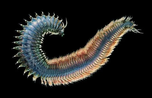 Многощетинковые черви: Neanthes diversicolor, фото