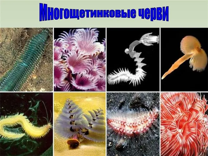 Многощетинковые черви - характеристика, строение и образ жизни представителей
