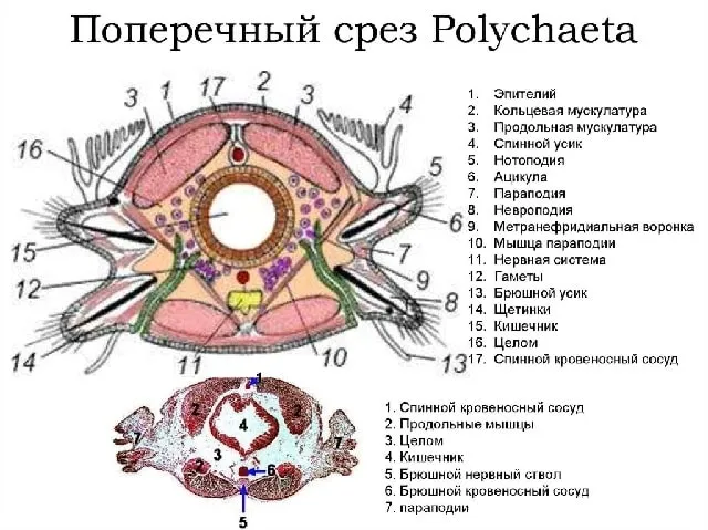 Анатомия многощетинковых червей, фото