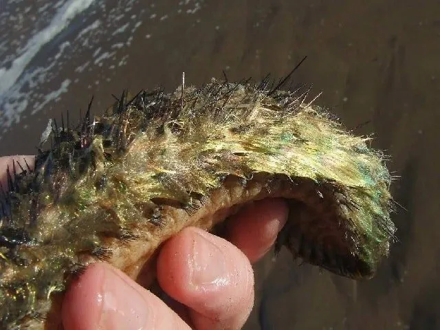 Многощетинковые черви: морская мышь, фото