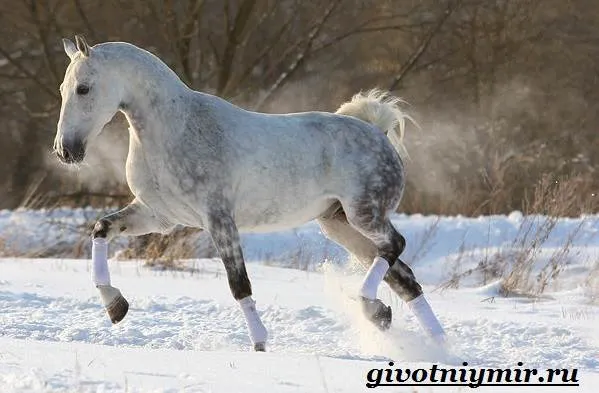 Орловская-лошадь-Описание-особенности-уход-и-цена-орловской-лошади-6