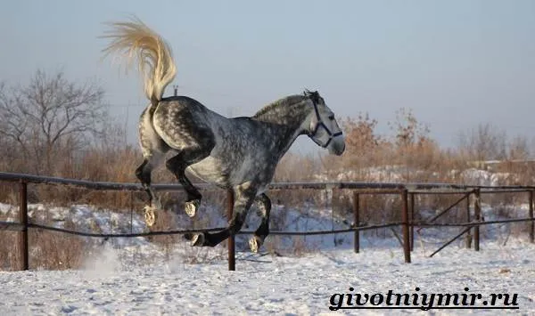 Орловская-лошадь-Описание-особенности-уход-и-цена-орловской-лошади-5