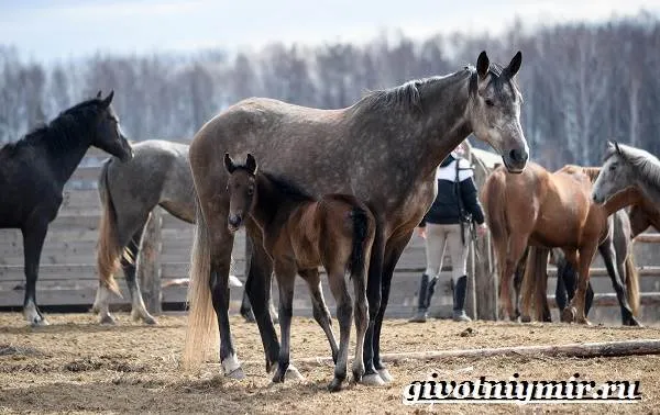 Орловская-лошадь-Описание-особенности-уход-и-цена-орловской-лошади-8