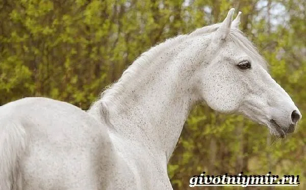 Орловская-лошадь-Описание-особенности-уход-и-цена-орловской-лошади-9