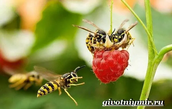 Оса-насекомое-Образ-жизни-и-среда-обитания-осы-6