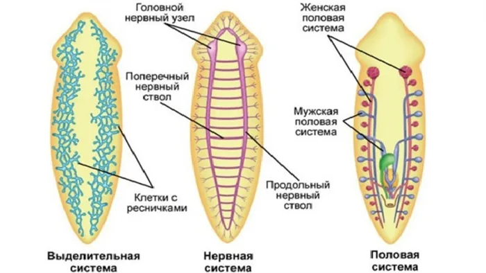 Системы органов ресничных червей